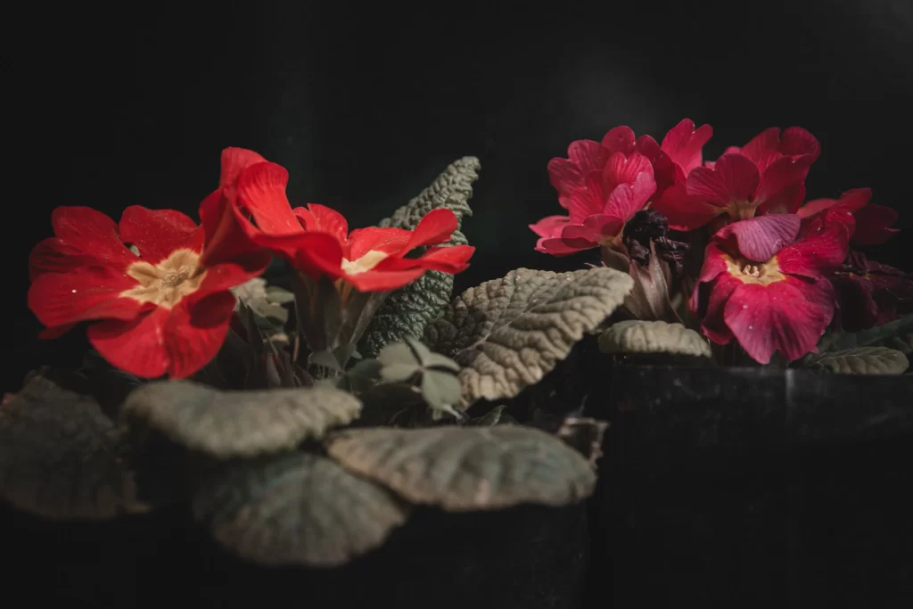 Red Primrose Petals Texture Dark Background