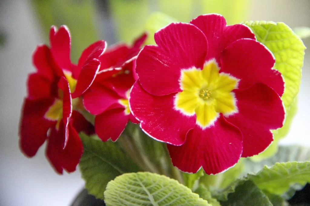 Red Primrose Petals Yellow Center Green warm Leaves