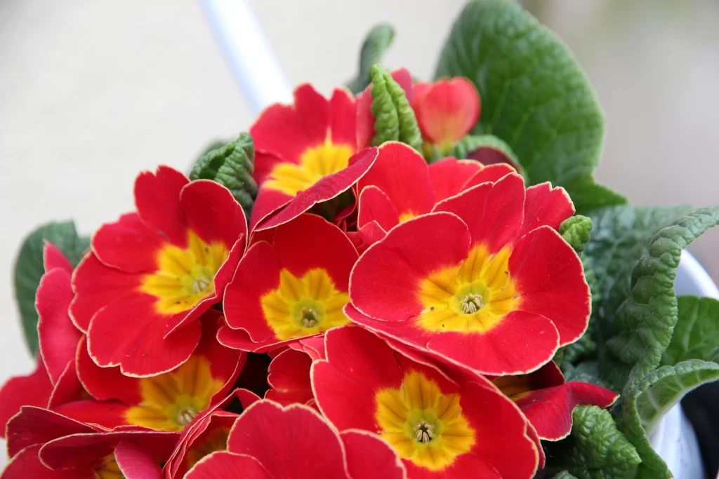 Red Primrose Petals Yellow Center Green warm Leaves