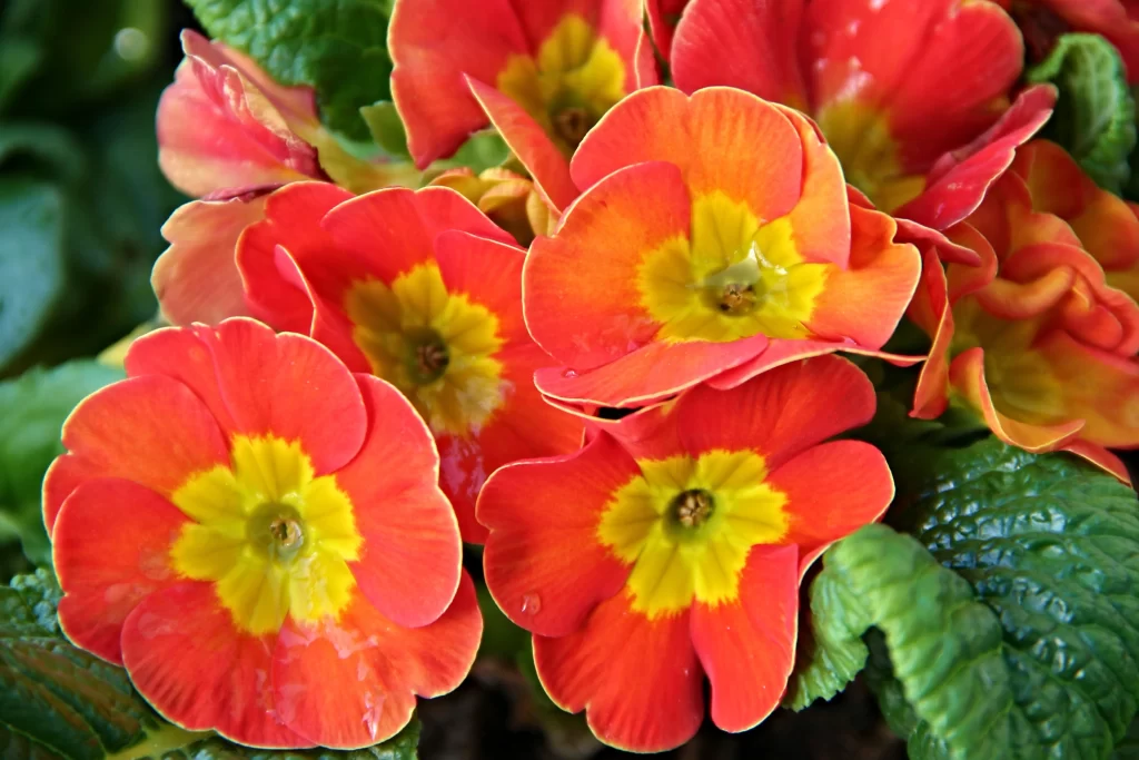 Red Primrose Petals Yellow Center warm Dewdrops