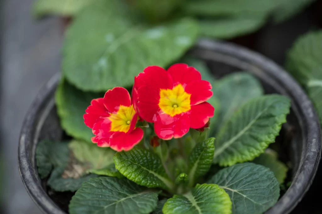 Red Primrose Petals Yellow Center Green gray Leaves