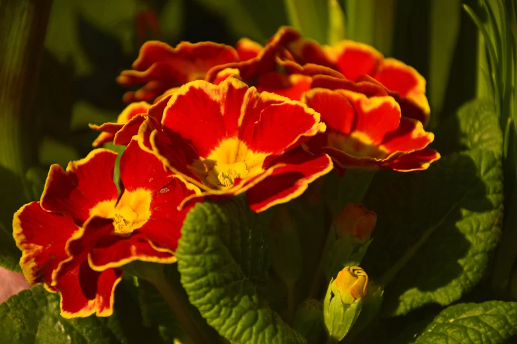 Red Primrose Petals Yellow Center Green warm Leaves