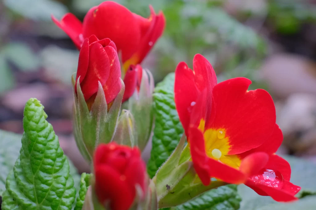 Red Primrose Petals Yellow Center warm Dewdrops