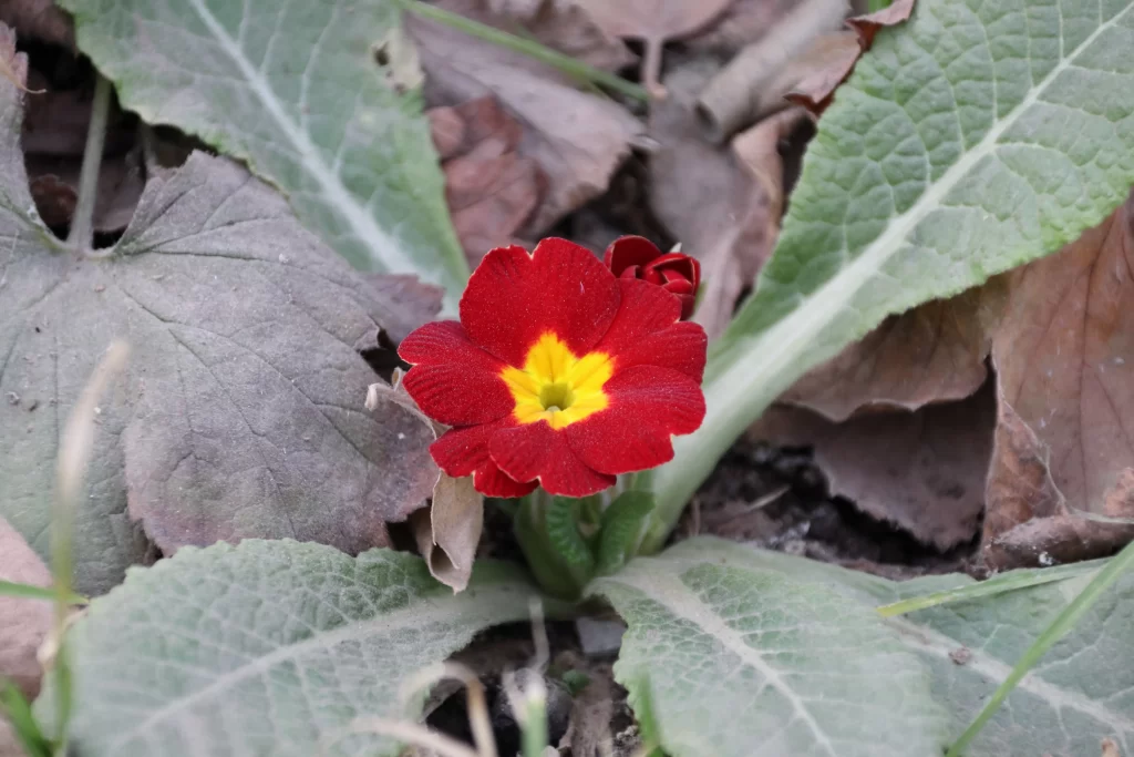 Red Primrose Petals Yellow Center Green gray Leaves