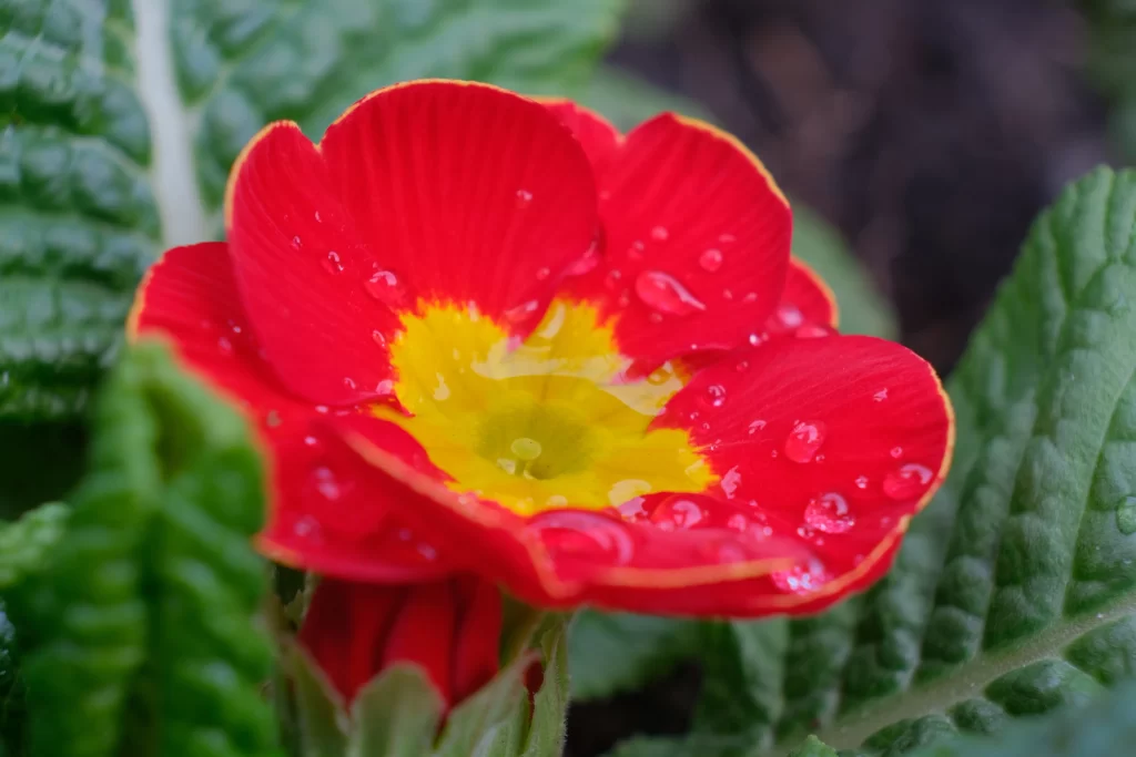 Red Primrose Petals Yellow Center warm Dewdrops