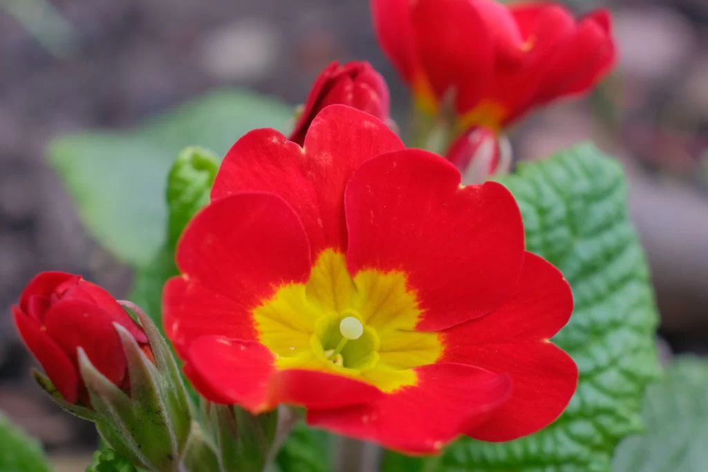 Red Primrose Petals Yellow Center Green warm Leaves