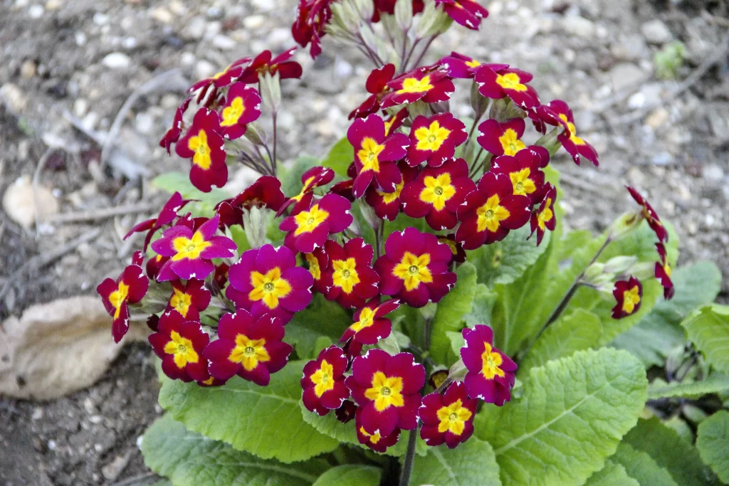 Red Primrose Yellow Center Petals Blooming