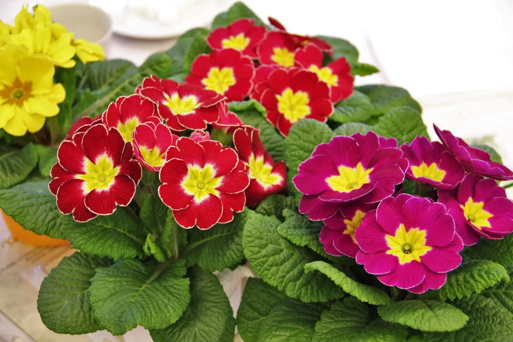 Red Primrose Yellow Center Petals Green Leaves