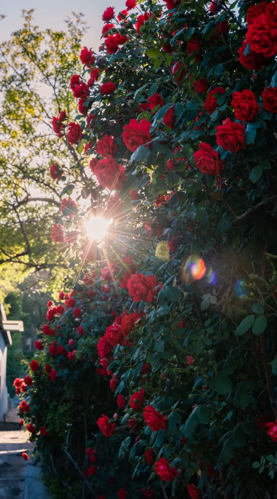 Red Rose Bush Sunlight Petals Green Leaves