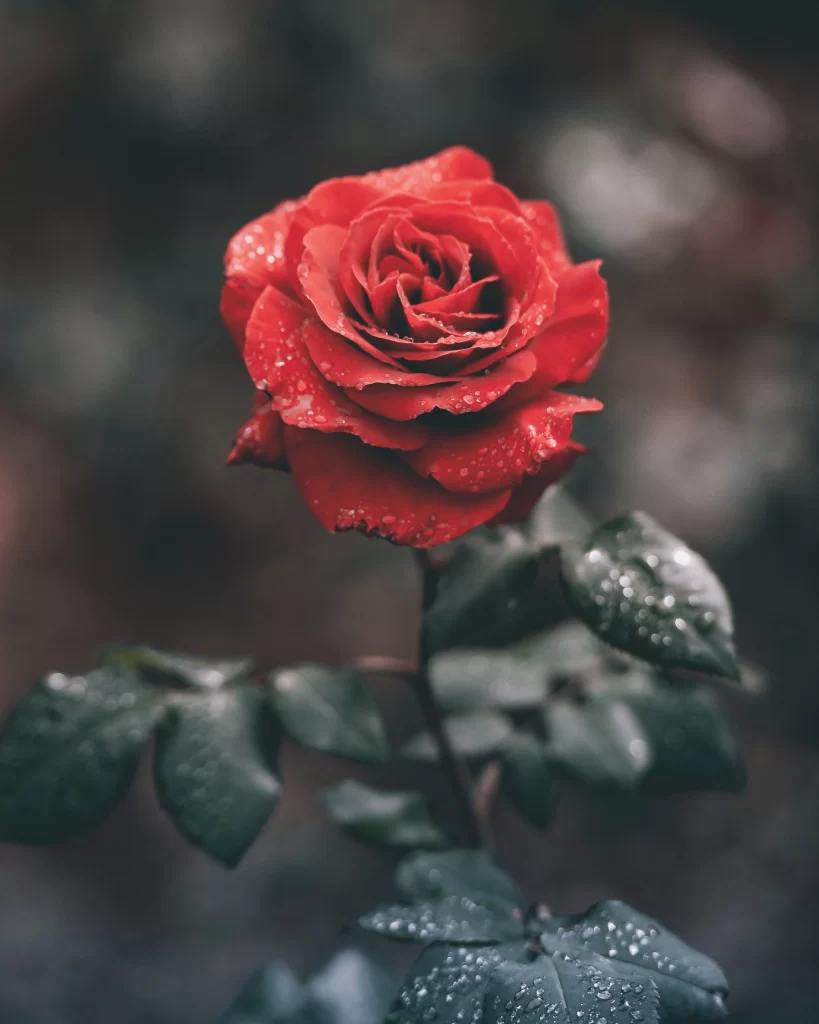 Red Rose Dewdrops Petals Leaves