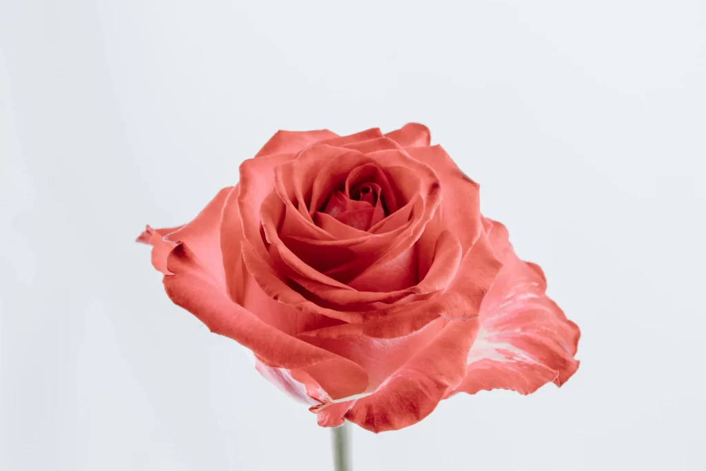 Red Rose Petals Blooming