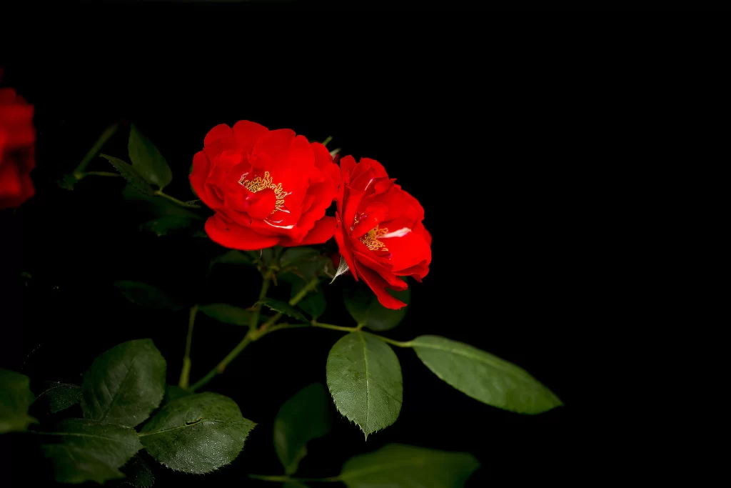 Red Rose Petals Green Leaves Bright