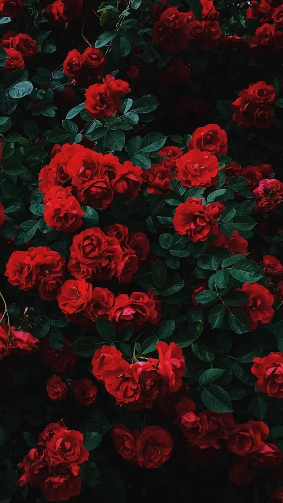 Red Roses Dense Blooms Green Leaves