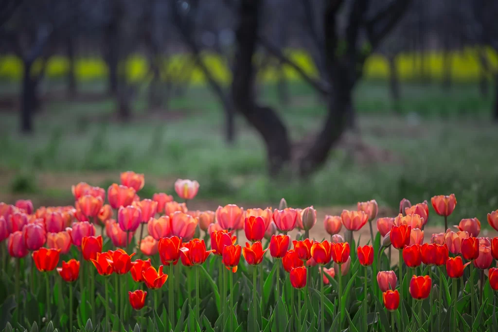 Red Tulip Blooming Petals gray Greenery
