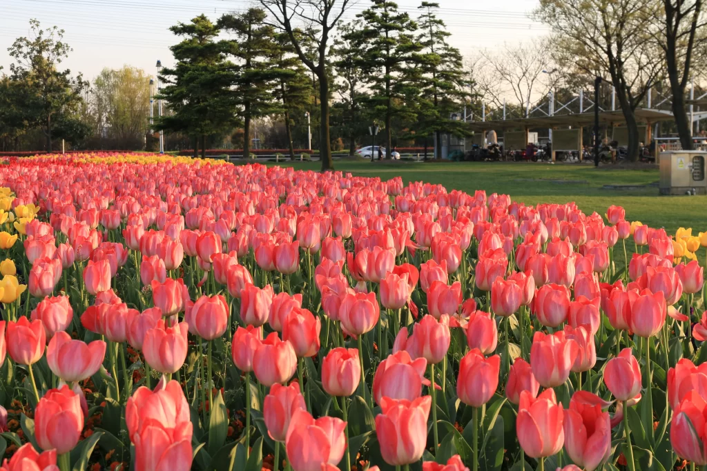Red Tulip Blooming Petals warm Greenery