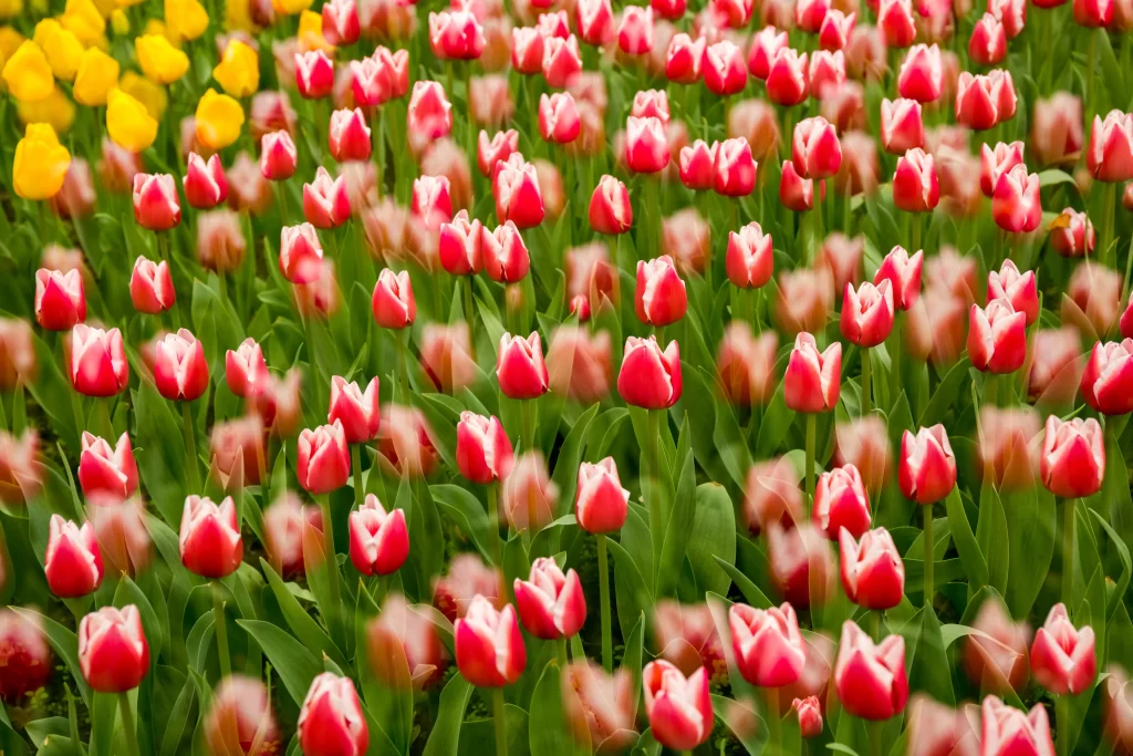 Red Tulip Blooming Petals Green Leaves