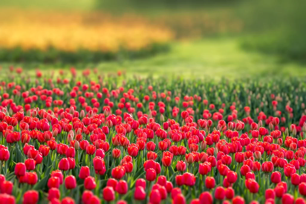 Red Tulip Field Blooming Petals Greenery