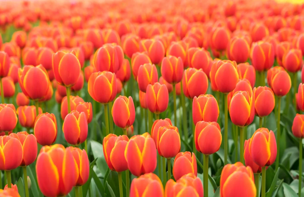 Red Tulip Field Blooming Petals Green Stems