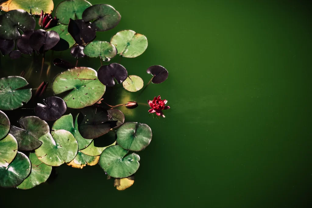 Red Water Lily Petals Green Pond