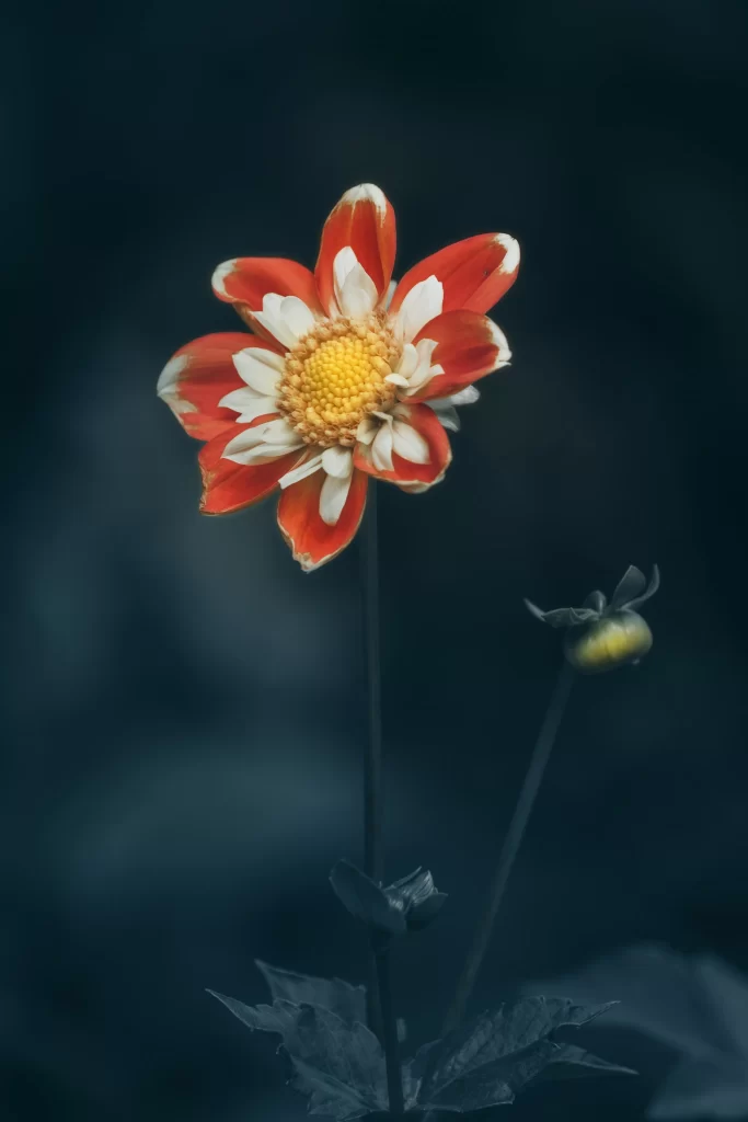 Red White Dahlia Petals Yellow Center