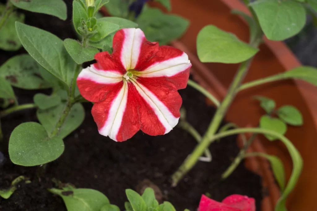 Red White Morning Glory Petals Leaves