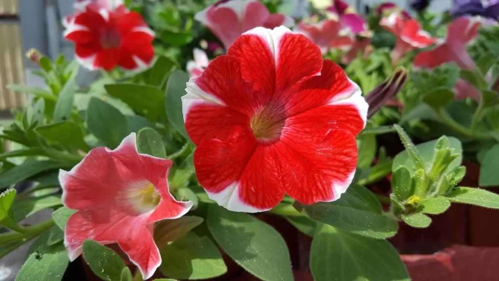 Red White Petals Leaves