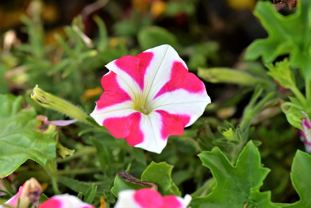 Red White Petals Spiral Vine