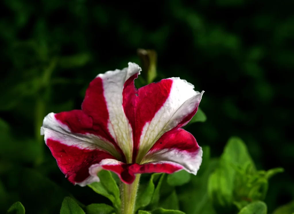 Red White Petals Stripes Morning Glory