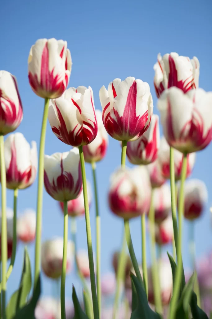 Red White Tulip Petals Stems Blue Sky