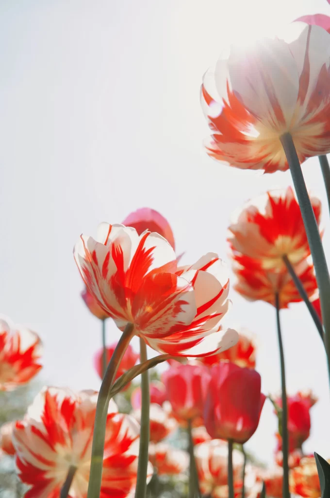 Red White Tulip Petals Sunlight