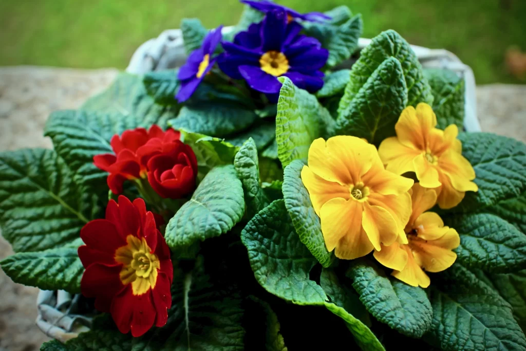 Red Yellow Blue Primrose Petals Leaves