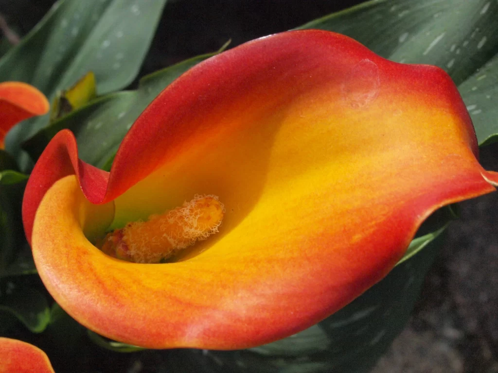 Red Yellow Calla Lily Petals Waxy Texture
