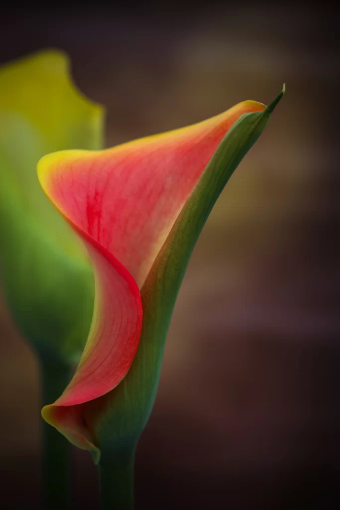 Red Yellow Calla Lily Petals Green Stem