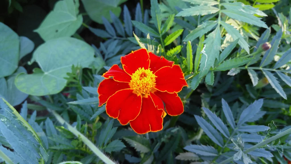 Red Yellow Pansy Petals Bright Green Leaves