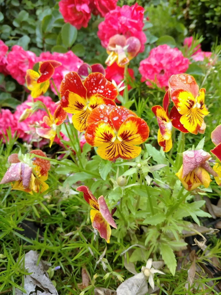 Red Yellow Pansy Petals Dewdrops Bright Vivid
