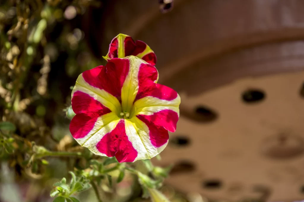 Red Yellow Petals Stripes Morning Glory