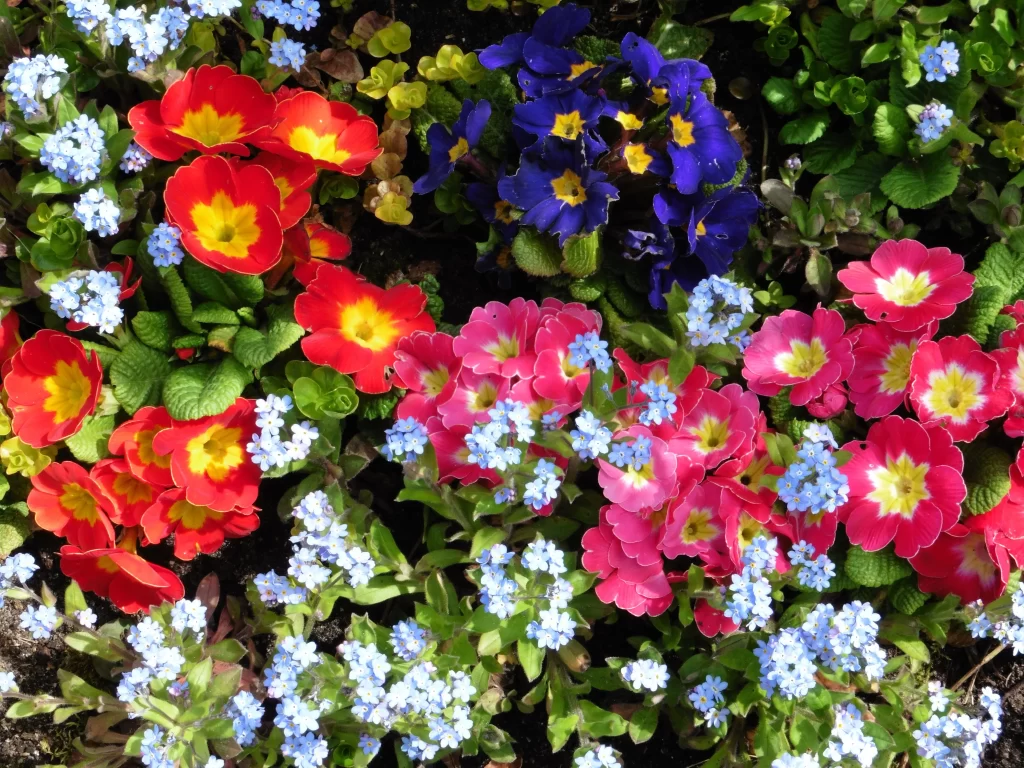 Red Yellow Primrose Blue Forget-Me-Not Pink Petals