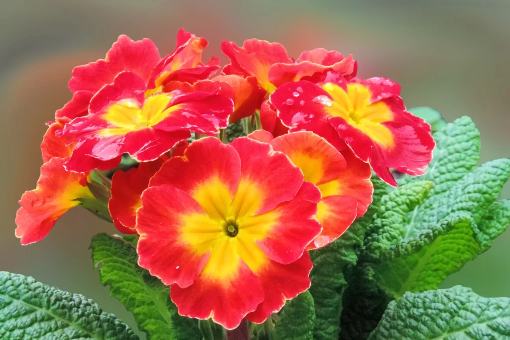 Red Yellow Primrose Petals Dewdrops