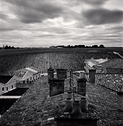 Rooftops Vines Dramatic Textured High Contrast Landscape