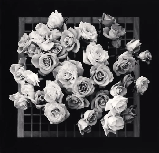 Roses Black and White Dramatic Textured High Contrast Nature