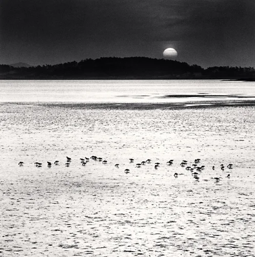 Seascape High Contrast Dramatic Birds Moon