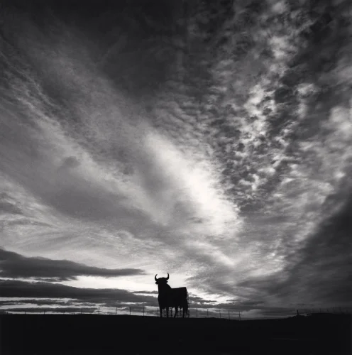 Silhouette Bull Dramatic High Contrast Atmospheric Nature