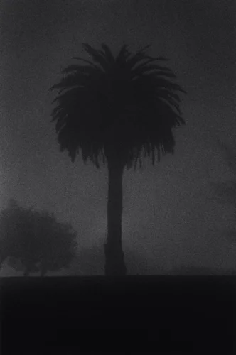 Silhouette Palm Tree Foggy Dramatic Atmospheric Nature