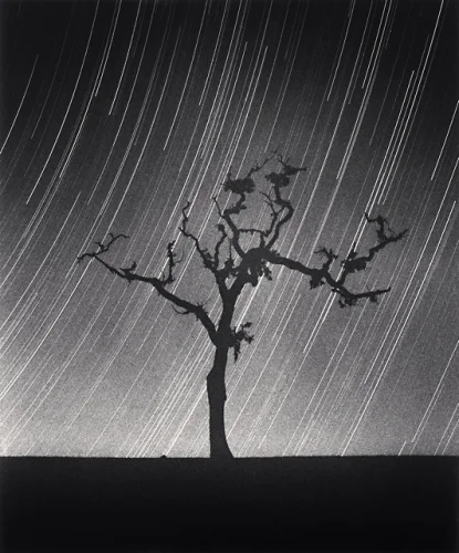 Silhouette Tree Star Trails Dramatic High Contrast Nature