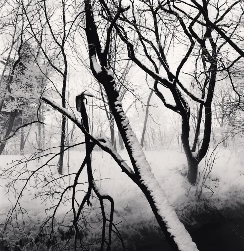 Snowy Forest Bare Trees High Contrast Mysterious Atmospheric