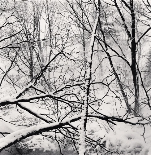 Snowy Forest Bare Trees High Contrast Dramatic Atmospheric