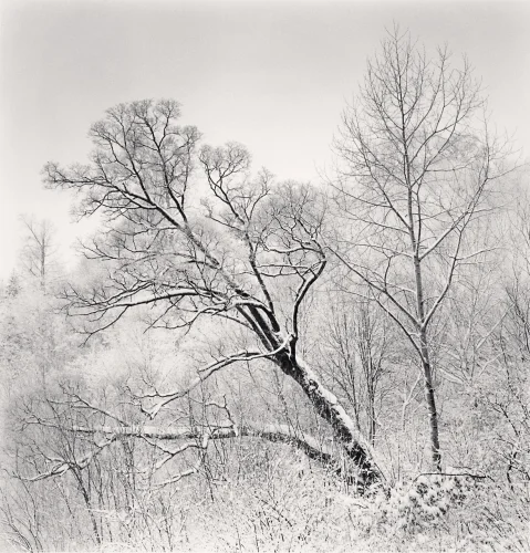 Snowy Forest Bare Trees Winter High Contrast Minimalist