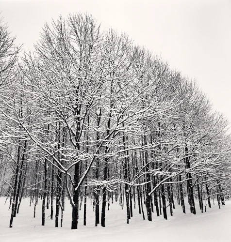 Snowy Forest Bare Trees Winter Minimalist High Contrast