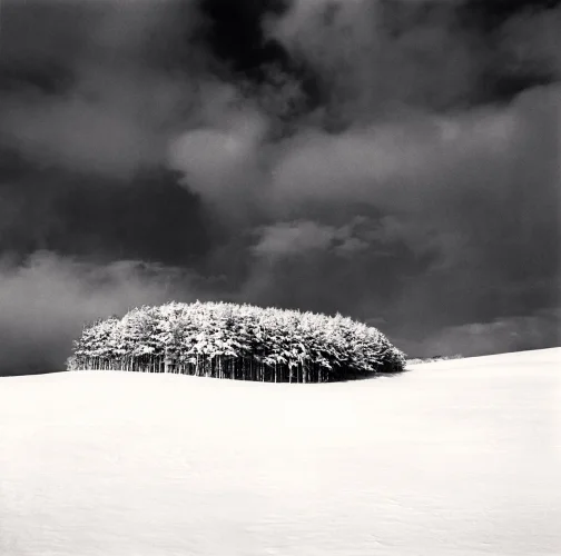 Snowy Forest Dramatic High Contrast Moody Nature