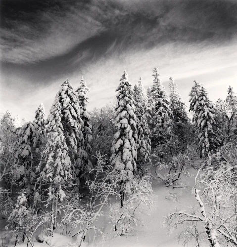 Snowy Forest Dramatic Textured High Contrast Mysterious Nature